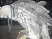 Суд вынес приговор по делу о вылове редких соколов-балобанов Суд вынес приговор по делу о вылове редких соколов-балобанов
