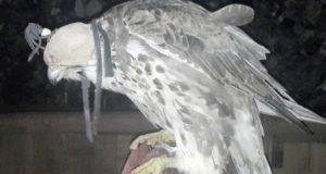 Суд вынес приговор по делу о вылове редких соколов-балобанов Суд вынес приговор по делу о вылове редких соколов-балобанов