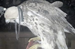 Жителя Кош-Агача будут судить за незаконный отлов соколов-балобанов Суд вынес приговор по делу о вылове редких соколов-балобанов