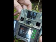 В Сайлюгемском нацпарке медведь уничтожил автоматическую камеру