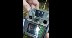 Медведь-хулиган уничтожил фотоловушку В Сайлюгемском нацпарке медведь уничтожил автоматическую камеру