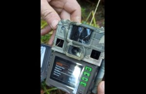 Медведь-хулиган уничтожил фотоловушку В Сайлюгемском нацпарке медведь уничтожил автоматическую камеру