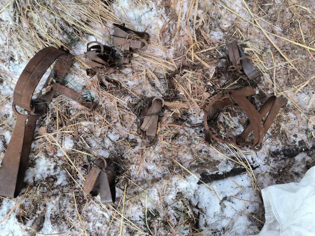 В Усть-Коксинском районе задержали браконьера с двумя особями кабарги