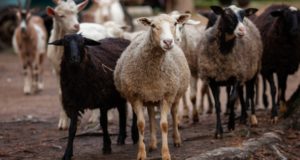 На Алтае чабан присвоил принадлежащих сельхозкооперативу овец