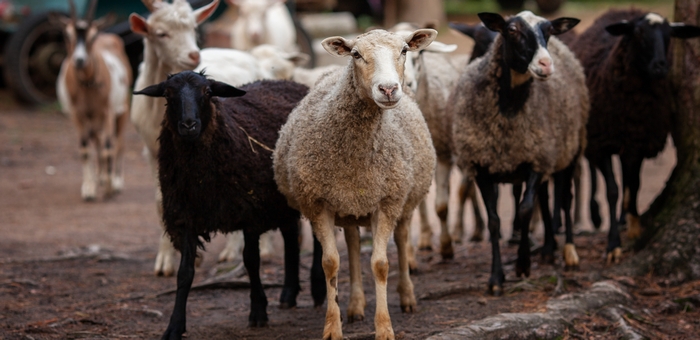 Чабан присвоил принадлежащих сельхозкооперативу овец
