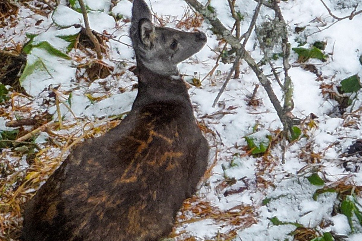 В Алтайском заповеднике сняли на видео краснокнижную кабаргу