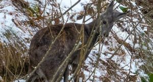 В Алтайском заповеднике сняли на видео краснокнижную кабаргу