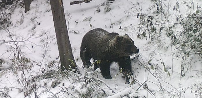 В Алтайском заповеднике обитает около 400 бурых медведей