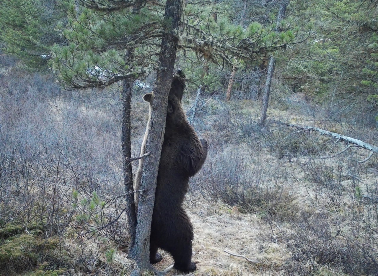 В Алтайском заповеднике обитает около 400 бурых медведей 