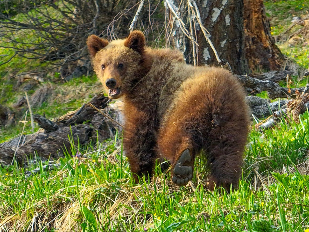 В Алтайском заповеднике обитает около 400 бурых медведей 