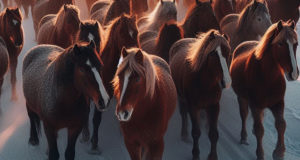 «Нелегальных» лошадей из Республики Алтай задержали на границе с Казахстаном