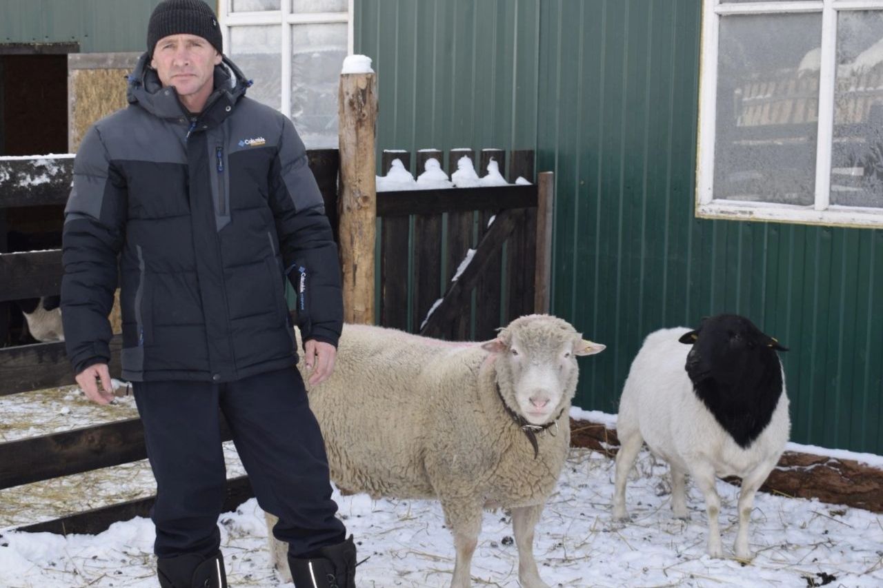 В Усть-Коксинский район привезли необычных овец из Германии и Австрии 