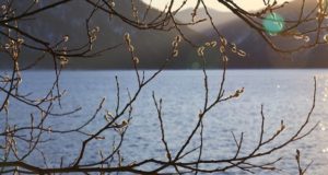 На Телецком озере в конце января распустилась верба