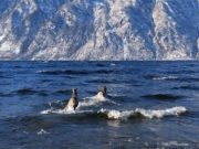 Маралуха с мараленком забрели в Телецкое озеро. Так они могли спасаться от волков Маралуха с мараленком забрели в Телецкое озеро. Так они могли спасаться от волков