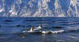 Маралуха с мараленком забрели в Телецкое озеро. Так они могли спасаться от волков