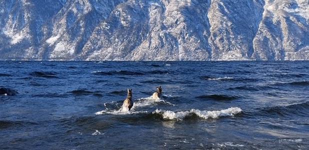 Маралуха с мараленком забрели в Телецкое озеро. Так они могли спасаться от волков