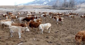 Агропромышленный комплекс Республики Алтай получит господдержку