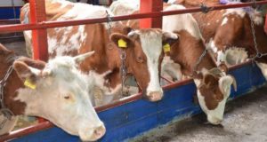 В регионе заготовлено 106 тыс. тонн кормов для зимовки скота