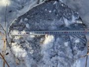 В Чемальском лесничестве незаконно срубили 16 лиственниц, возбуждено уголовное дело В Чемальском лесничестве незаконно срубили 16 лиственниц, возбуждено уголовное дело