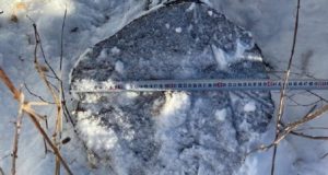 В Чемальском лесничестве незаконно срубили 16 лиственниц, возбуждено уголовное дело