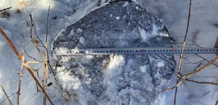 В Чемальском лесничестве незаконно срубили 16 лиственниц, возбуждено уголовное дело