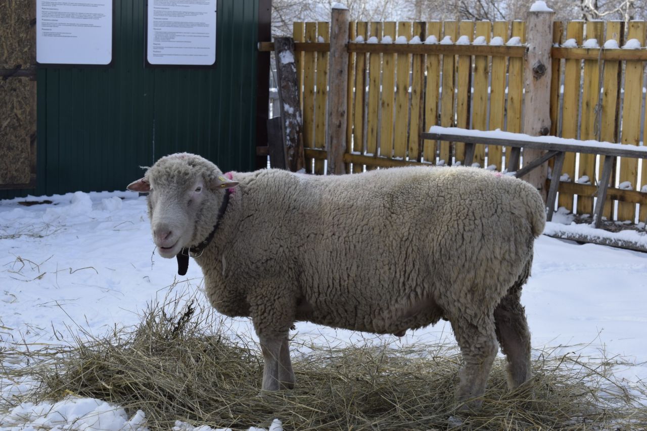 В Усть-Коксинский район привезли необычных овец из Германии и Австрии 