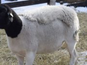 В Усть-Коксинский район завезли необычных овец из Германии и Австрии В Усть-Коксинский район привезли необычных овец из Германии и Австрии