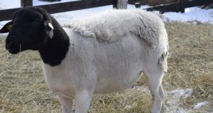 В Усть-Коксинский район привезли необычных овец из Германии и Австрии