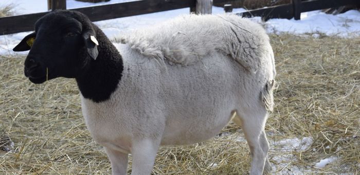В Усть-Коксинский район завезли необычных овец из Германии и Австрии
