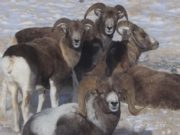 Численность аргали за десять лет выросла вдвое Численность аргали за десять лет выросла вдвое