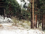 С начала года на Алтае выявили 17 незаконных рубок леса