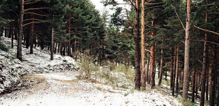 С начала года на Алтае выявили 17 незаконных рубок леса