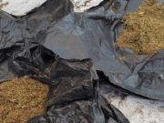 В Усть-Коксинском районе мужчина хранил у себя дома почти 1,5 кг марихуаны В Усть-Коксинском районе мужчина хранил у себя дома почти 1,5 кг марихуаны