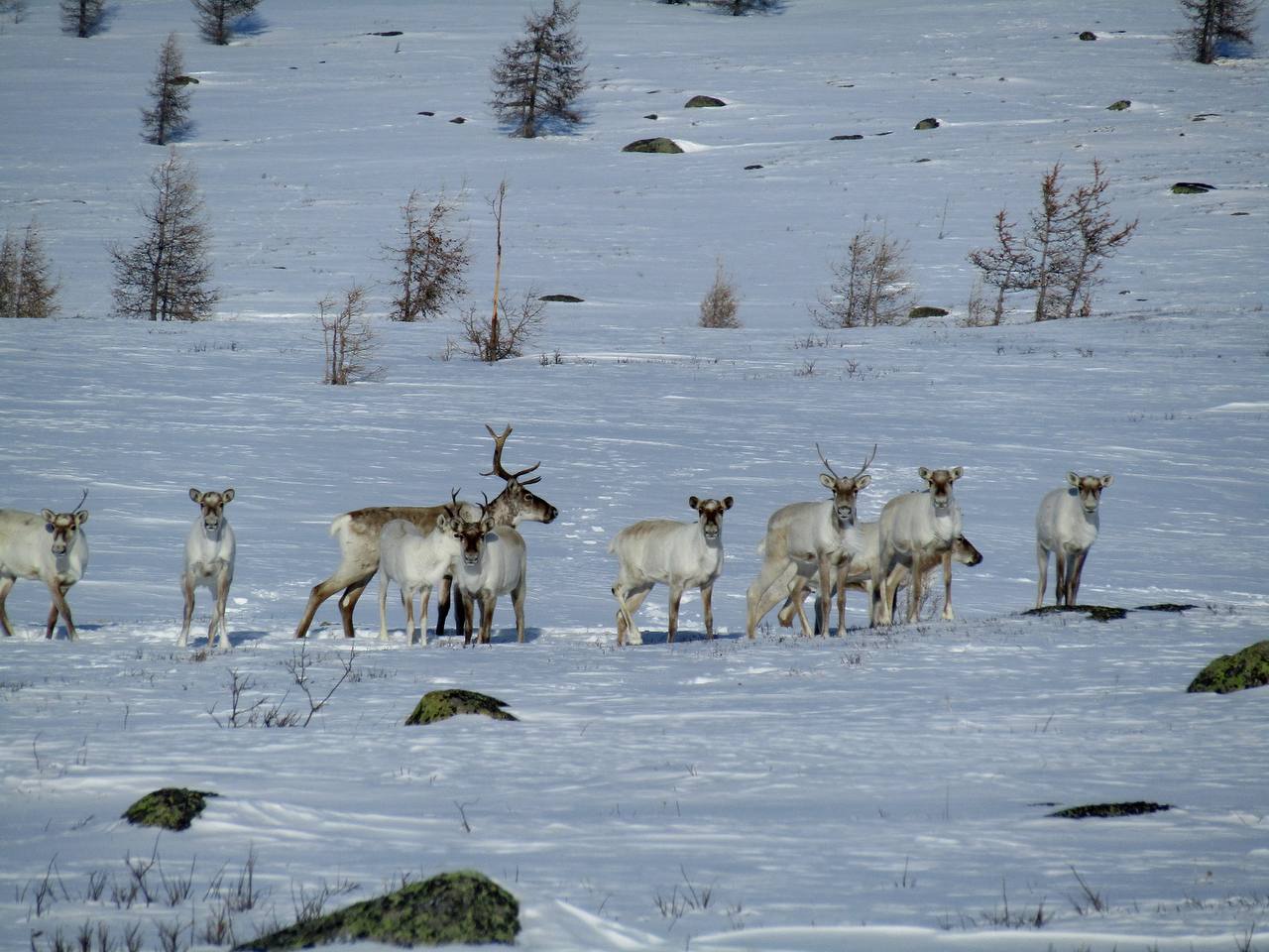 В Алтайском заповеднике впервые за долгое время встретили 72 краснокнижных оленя