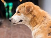 С начала года в Горно-Алтайске отловлено более 100 бродячих собак