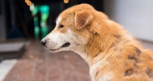 С начала года в Горно-Алтайске отловлено более 100 бродячих собак