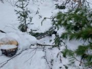 В Чойском районе осудили «новогодних» браконьеров