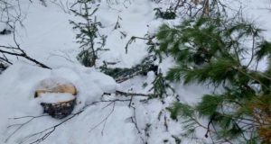 В Чойском районе осудили «новогодних» браконьеров