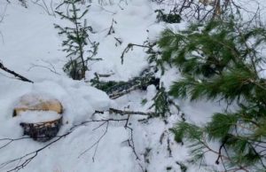 В Чойском районе осудили «новогодних» браконьеров В Чойском районе осудили «новогодних» браконьеров