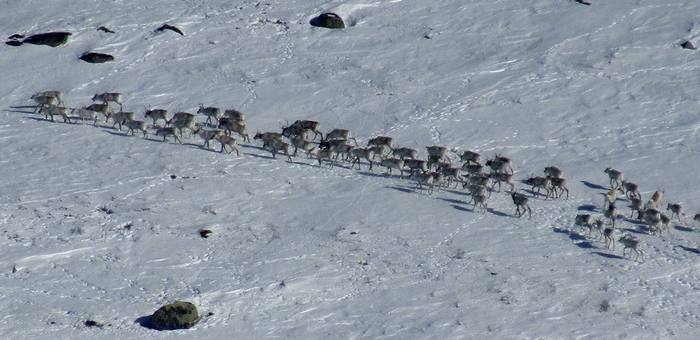 В Алтайском заповеднике впервые за долгое время встретили 72 краснокнижных оленя