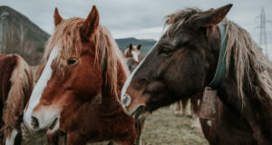 В Кош-Агачском районе владельцы могут лишиться скота из-за бесконтрольного выпаса