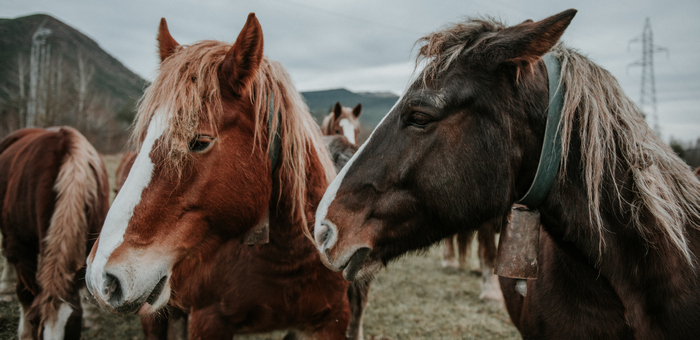 В Кош-Агачском районе владельцы могут лишиться скота из-за бесконтрольного выпаса