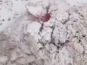Немецкие овчарки задрали овец в Кучерле Немецкие овчарки задрали овец в Кучерле