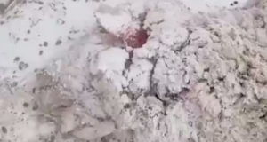 Немецкие овчарки задрали овец в Кучерле