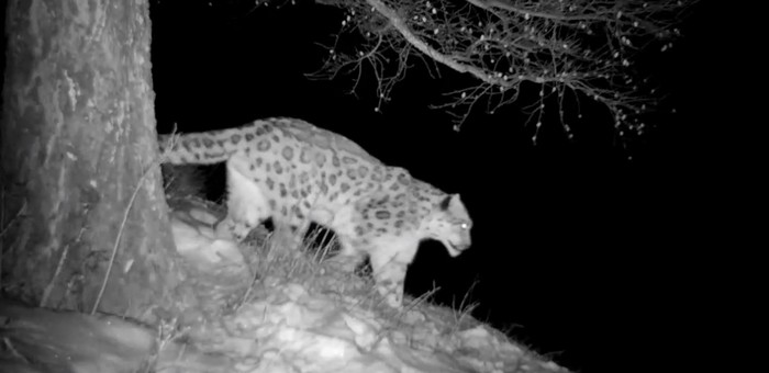 На Алтае впервые записали на видео брачную песню снежного барса