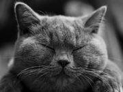 Ro Cat: прекрасный выбор для чистоты и гигиены благодаря бентонитовому наполнителю