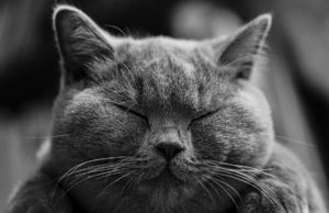 Ro Cat: прекрасный выбор для чистоты и гигиены благодаря бентонитовому наполнителю