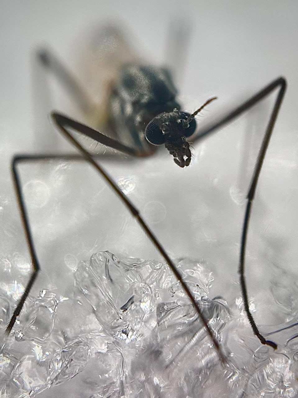 В Алтайском заповеднике проснулись зимние комары-трихоцериды