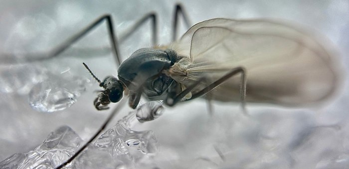 В Алтайском заповеднике проснулись зимние комары-трихоцериды