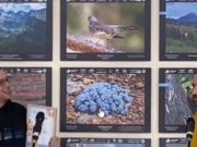 Названы победители конкурса «Живая природа Алтая» Названы победители конкурса «Живая природа Алтая»